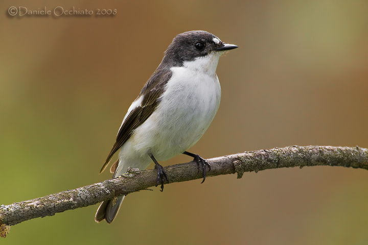 Pied Flycatcher (Ficedula hypoleuca)