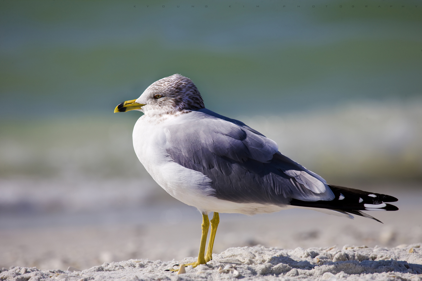 Ring-billed Gull