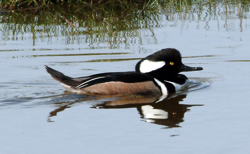 Hooded Merganser.jpg