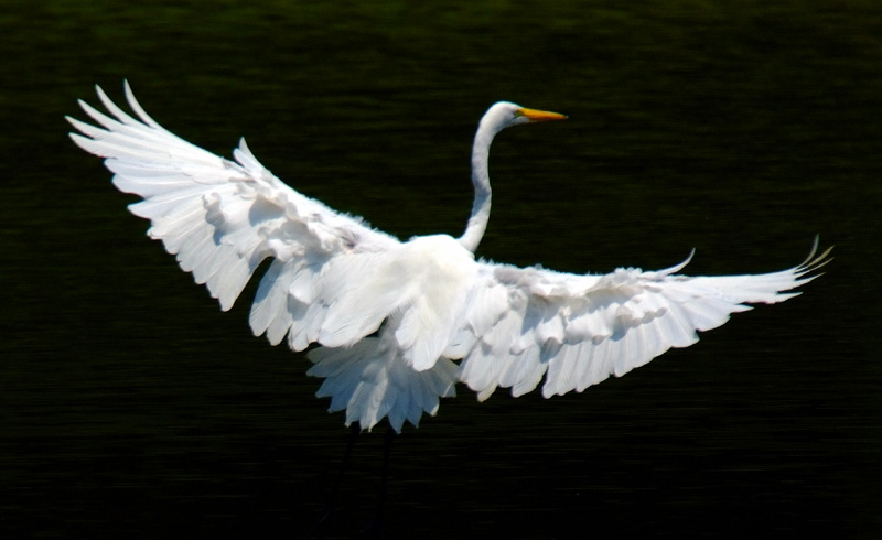 Great Egret.jpg