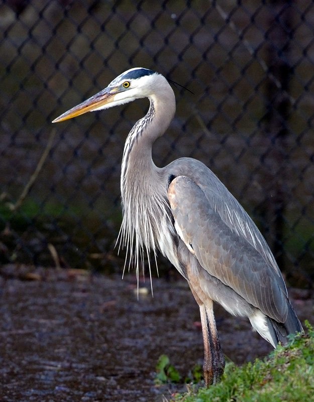 Great Blue Heron.jpg