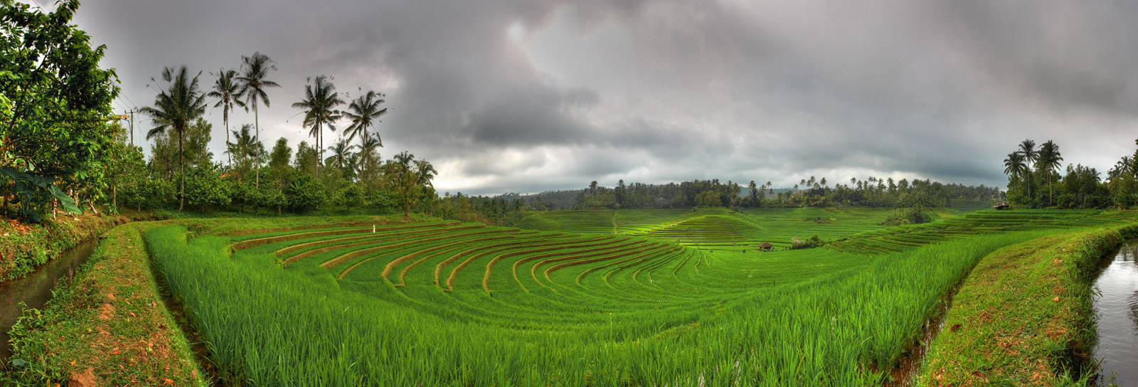 Rice Terraces, Belimbing, Bali, Sep 07