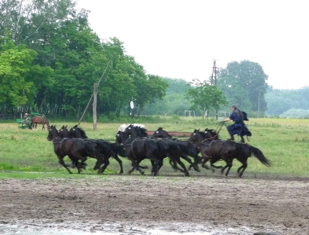 Riding a 10-horse Team