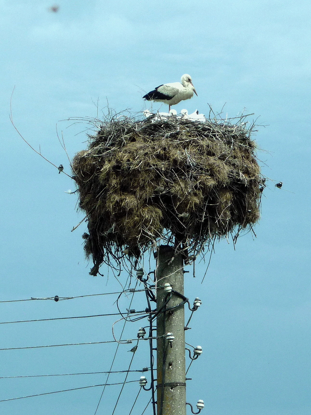 Storks Have a Special Significance to Bulgarians and are Welcomed in Their Villages