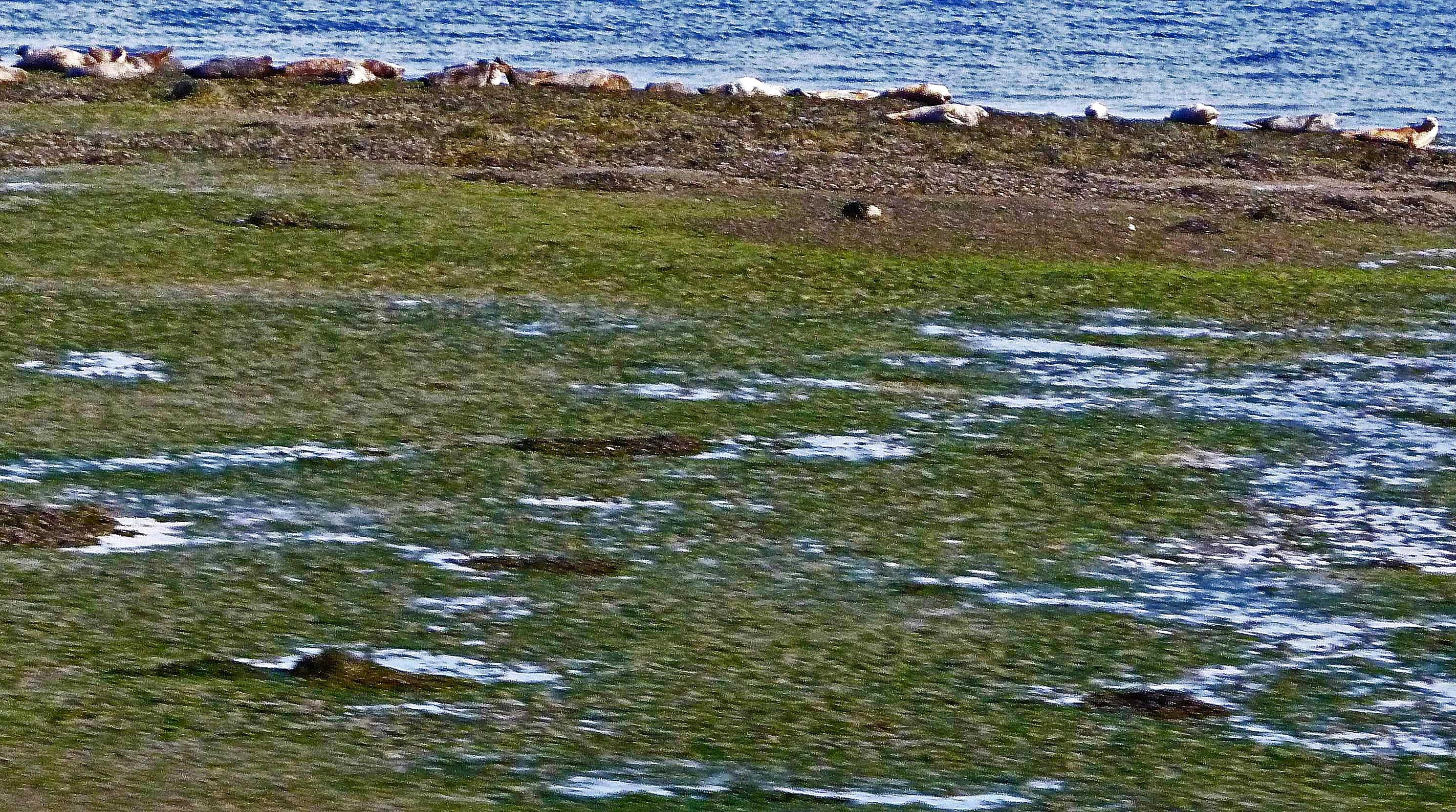 Seals at Low Tide on Cromarty Firth, Scotland