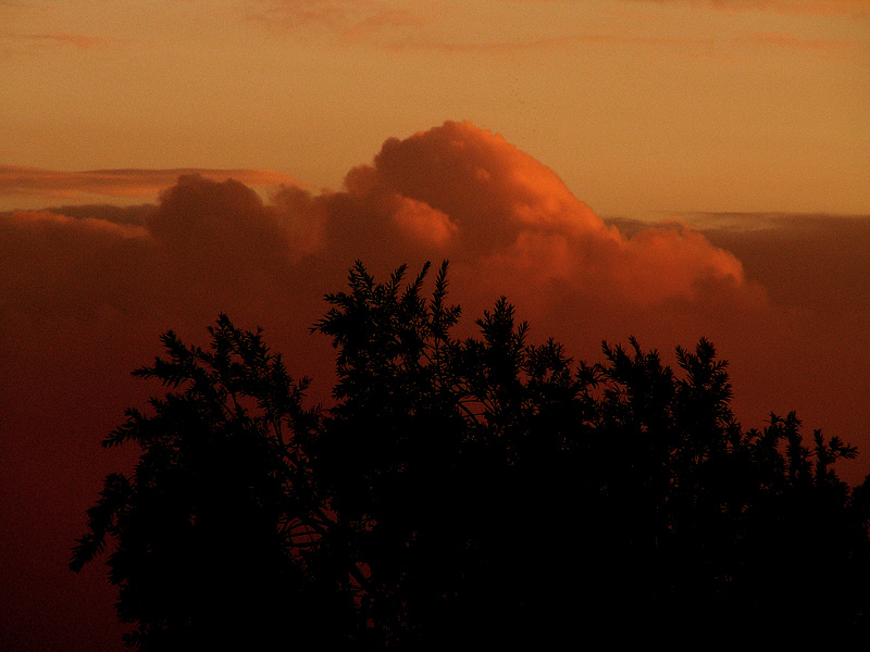 TREE AND CLOUD