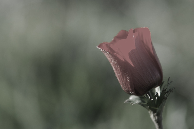 ANEMONE