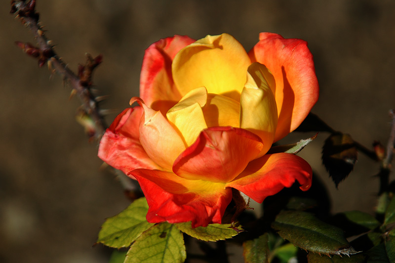ORANGE ROSE