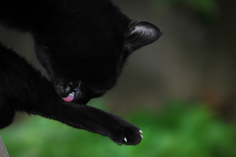 A BLACK CAT