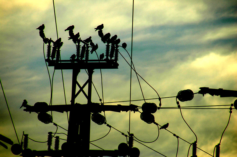 BIRDS AND LINES