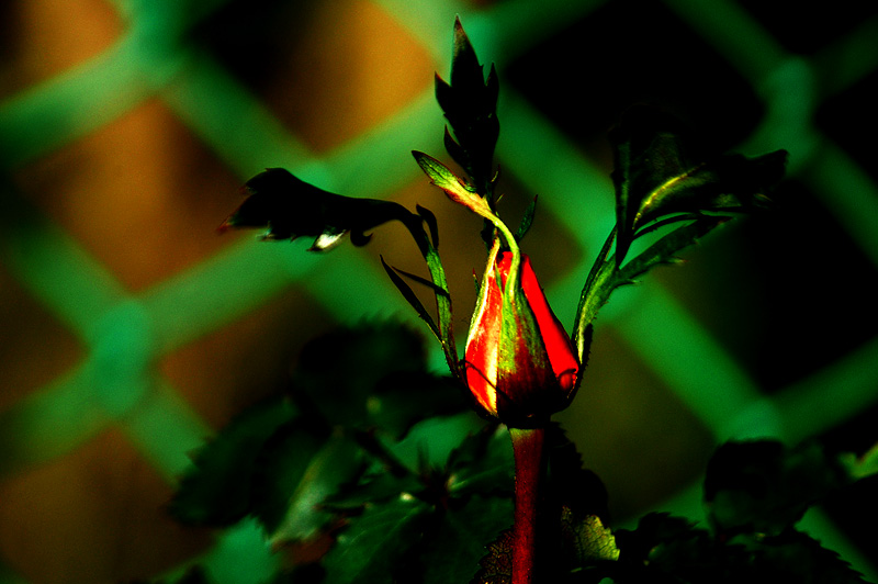 RED ROSE AND GREEN FENCE