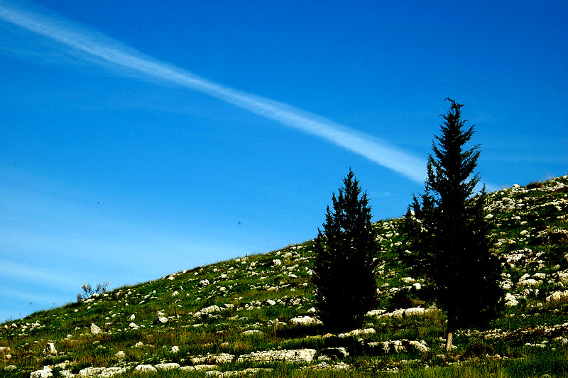 CYPRESS TREES