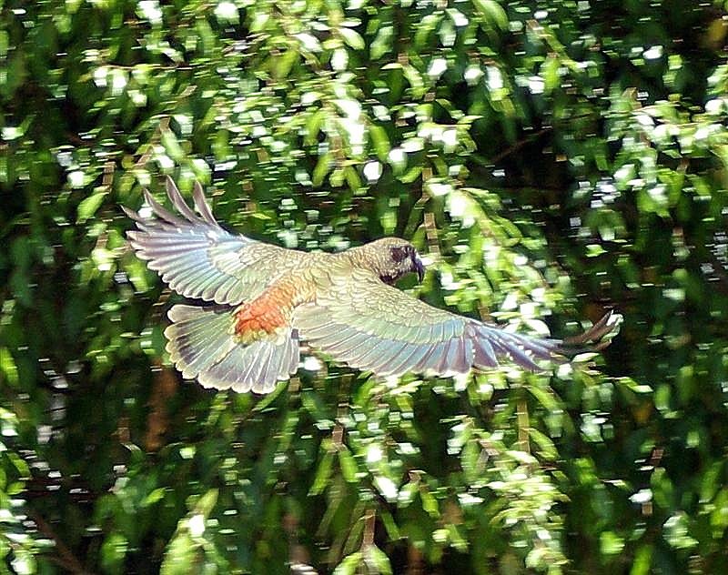 Kea wingtips.jpg