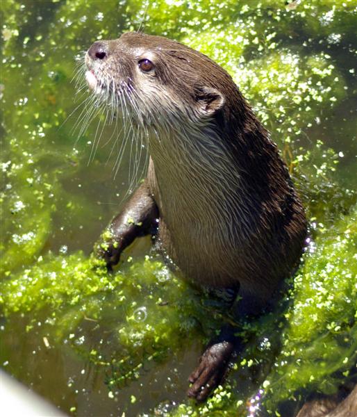 Otter out of water.jpg