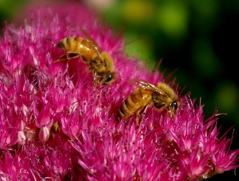 Honey Bees.jpg