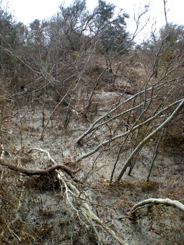 Woods around Norman Camp.