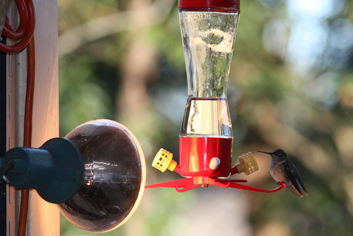Ruby-throated Hummingbird, immature male