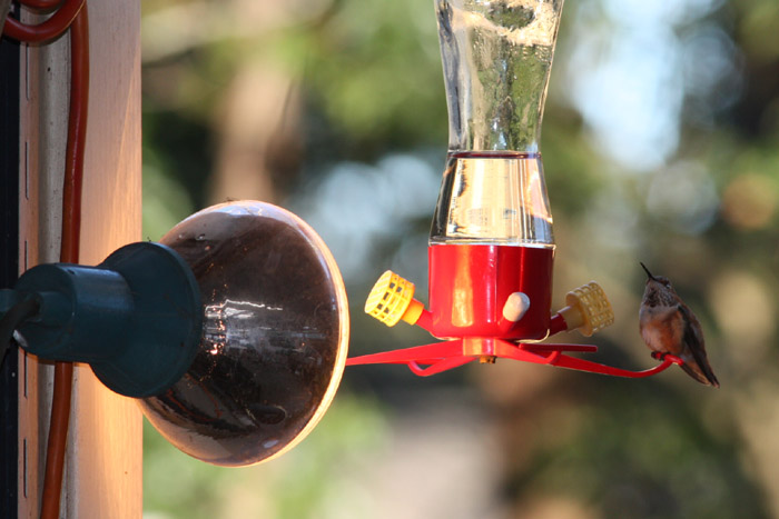Rufous Hummingbird, immature male