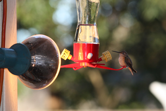 Rufous Hummingbird, immature female