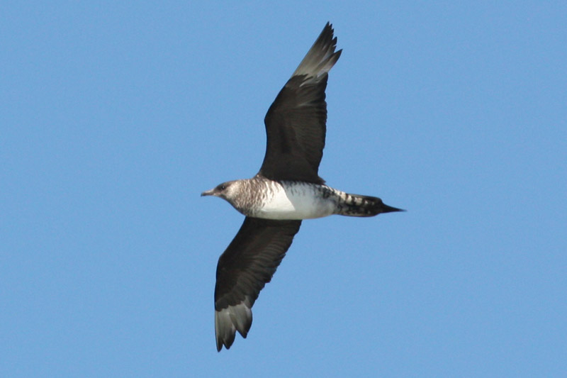 Parasitic Jaeger