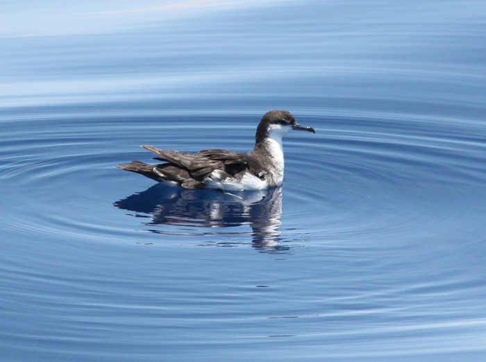 Audubons Shearwater. We were able to idle in close.
