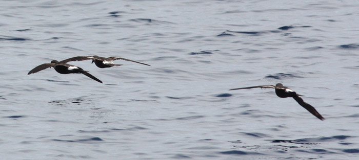 Storm-petrels