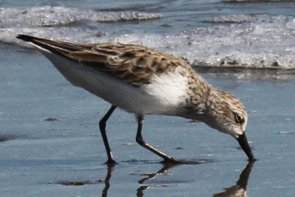 Semipalmated Sandpiper