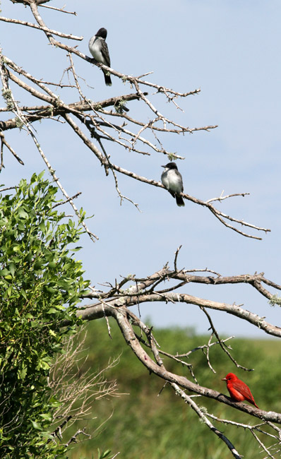 Kingbirds and Tanager, Cameron Parish, 4/21/12