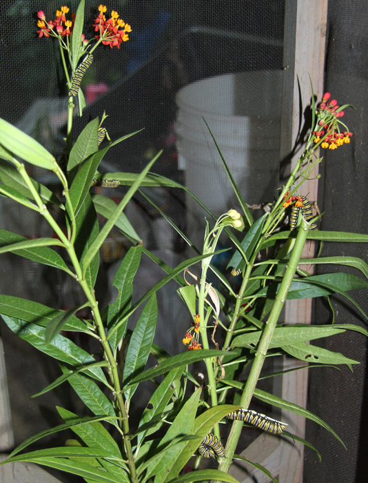 Monach caterpillars on milkweed in the butterfly house