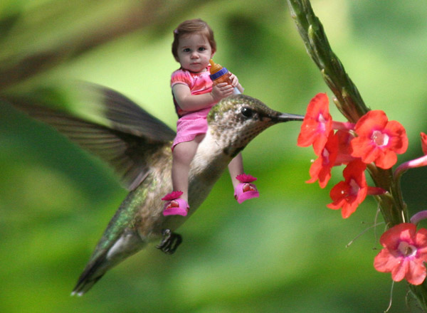 Rubythroated Hummingbird with hitch hiker.