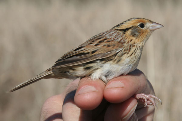 Le Contes Sparrow