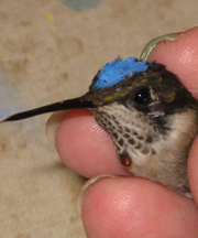 Hummingbirds banded by Nancy Newfield