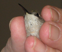 Immature Female Ruby-throated