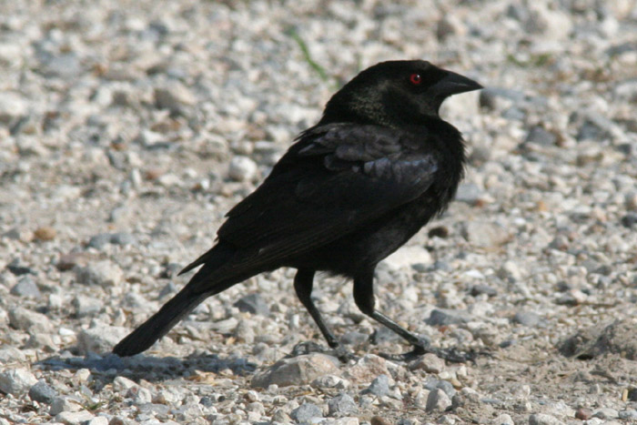 Bronzed Cowbird