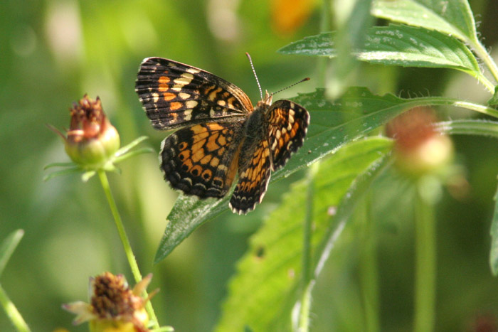 Phaon Crescent