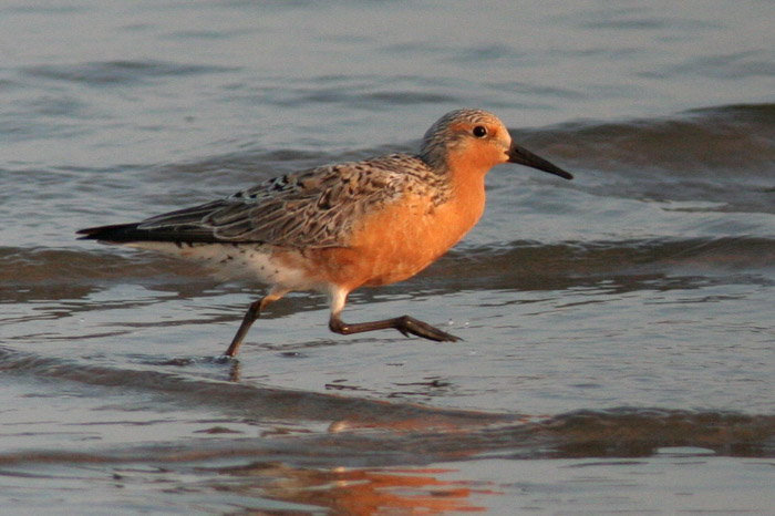 Red Knot