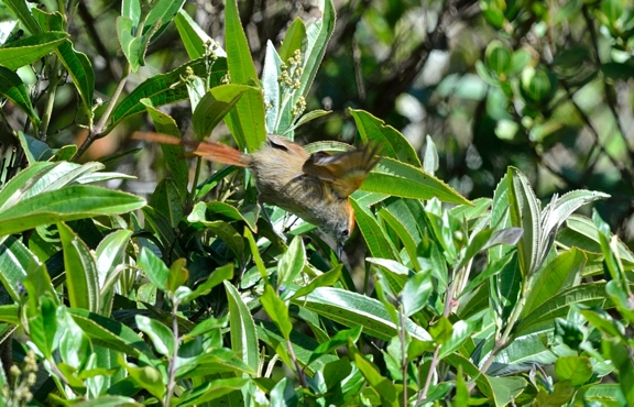 Cranioleuca antisiensis.jpg