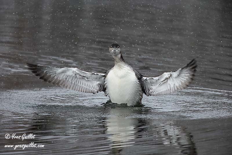 Plongeon huard sous la neige #6888.jpg