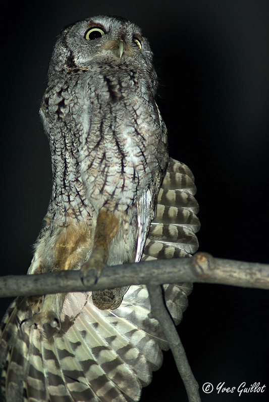 Hibou Petit Duc Macul #6503.tif
