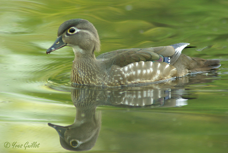 Canard branchu femelle #7248.jpg