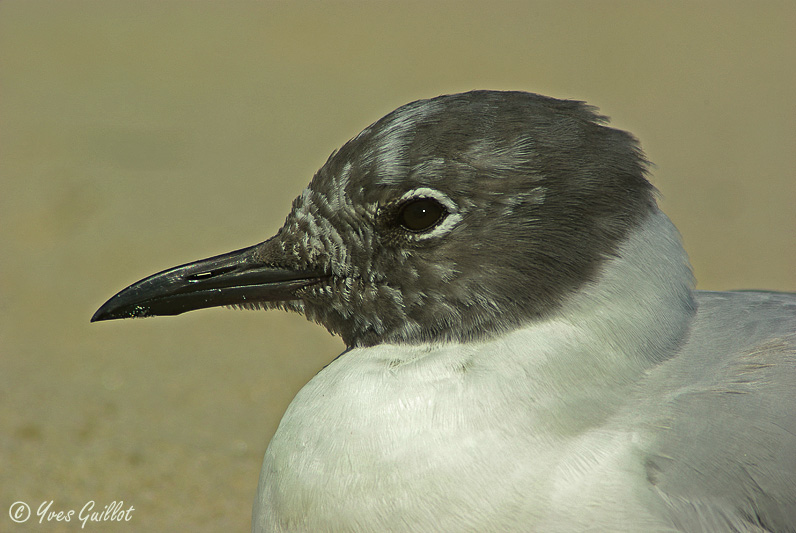 Mouette de Bonaparte #0782-2.jpg