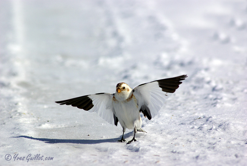 Bruant des neiges en vol #0467.jpg