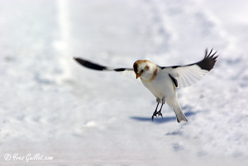 Bruant des neiges en vol #0338.jpg