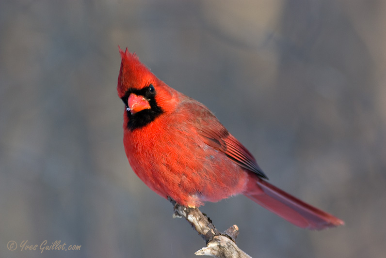 Cardinal rouge mle #0520.jpg