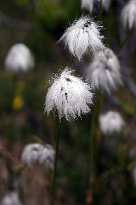 Eriophorum scheuchzeri Hoppe