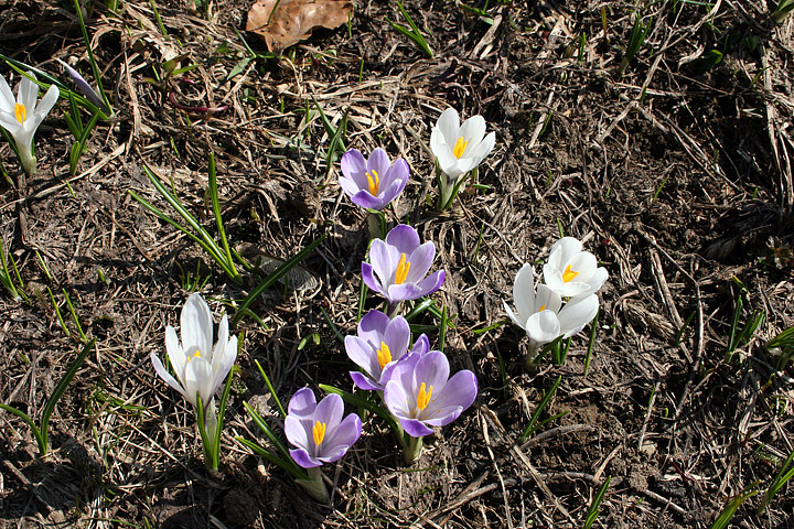 Crocus albiflorus