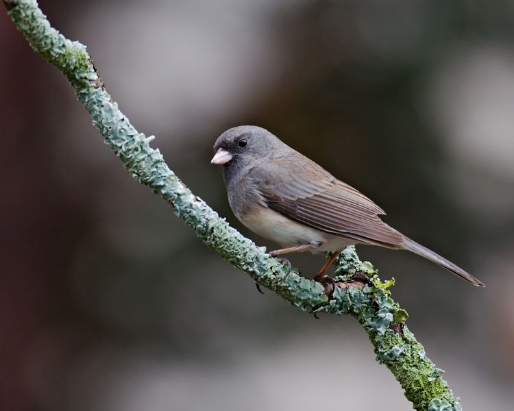 Dark-Eyed Junco On Green Lichen