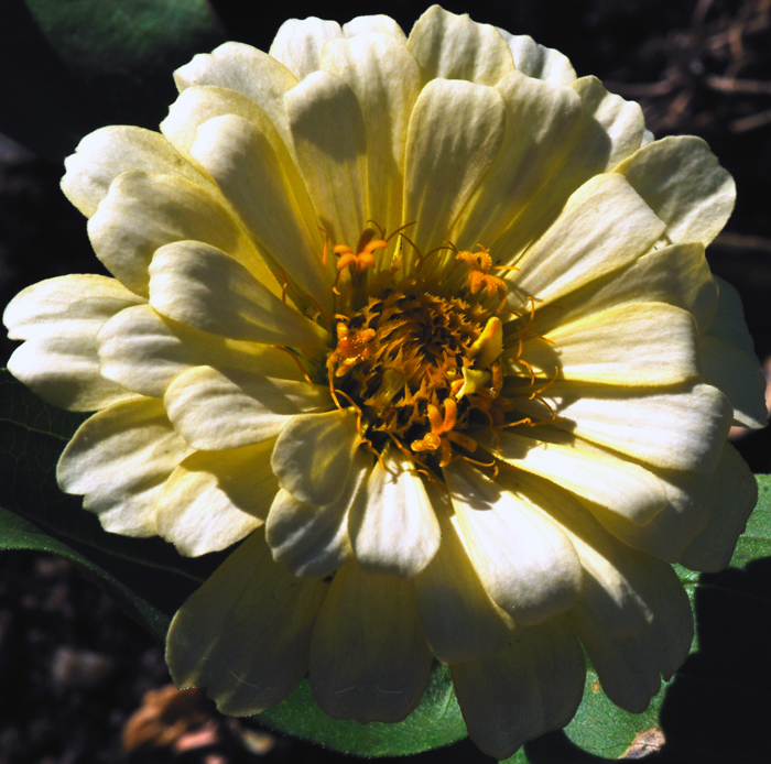 4912 Zinnia