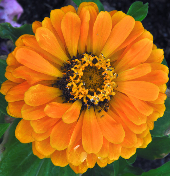 5144  Zinnia