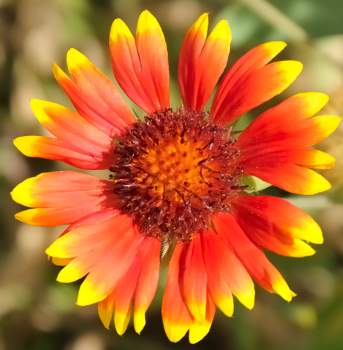 6911 Blanket Flower
